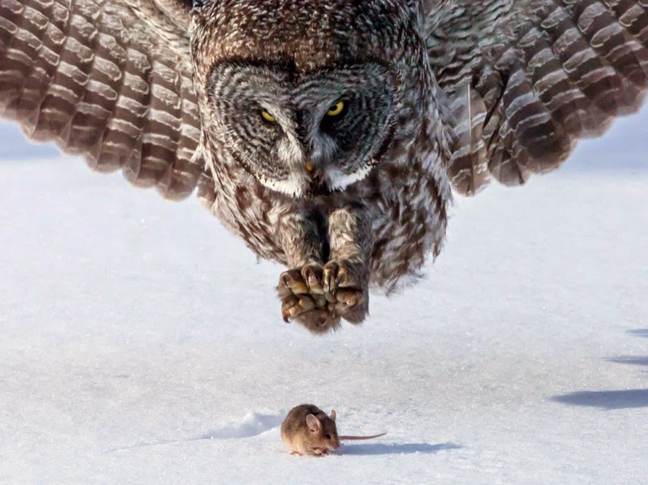 50 Powerful Photos Capture Extraordinary Moments In The Wild