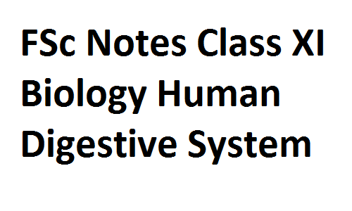 FSc Notes Class XI Biology Human Digestive System fscnotes0