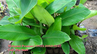 Bibit Pisang Raja Bulu, Bibit Pisang Unggul Jawa Timur, Bibit Pisang Unggul Jogja, Jual Bibit Pisang Agung Lumajang, Jual Bibit Pisang Tongkat Langit, Jual Bibit Pisang Songgolangit, Jual Bibit Pisang Cavendish Lampung, Jual Bibit Pisang Di Lampung, Jual Bibit Pisang Ambon Lumut, Jual Bibit Pisang Tongka Langit, Jual Bibit Pisang Merah, Jual Bibit Pisang Mas Kirana, Jual Bibit Pisang Murah, Jual Bibit Pisang Mas Kirana Lumajang, Jual Bibit Pisang Magelang,