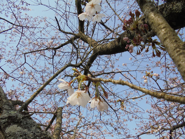 むきばんだ史跡公園入口のソメイヨシノ桜