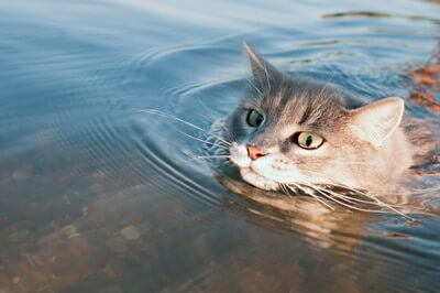 القط في الماء