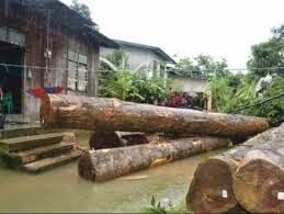 AriahJudah Banjir di Kelantan syarikat kayu  balak  perlu 