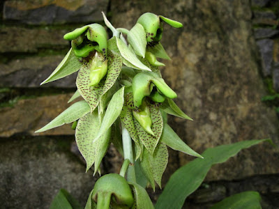 Catasetum sanguineum care and culture