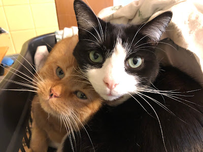 orange and black and white cats cuddling