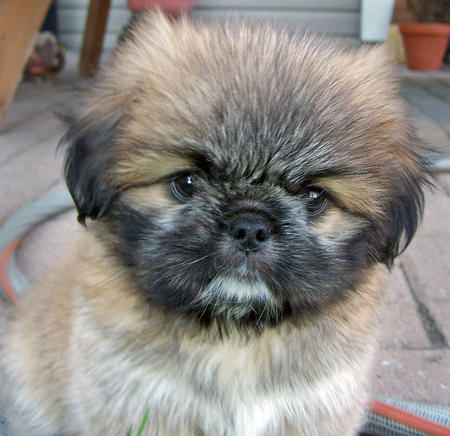 Pekingese Puppies on Cute Pekingese Puppy   Dog Breeds Index