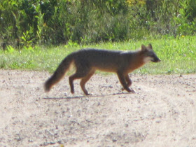 gray fox