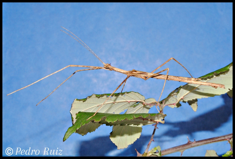 Macho adulto de Onchestus rentzi, 8 cm de longitud