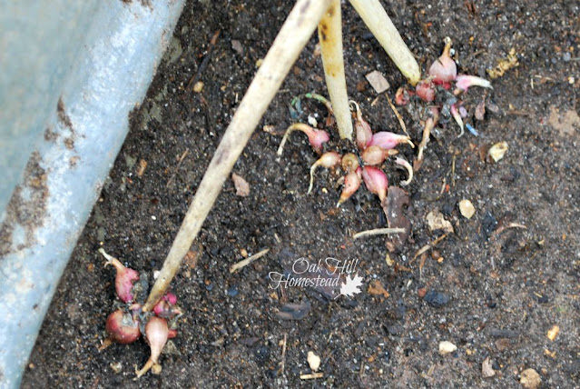 Walking onion bulblets rooting in a container of soil.