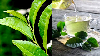 Green tea lower risk of cancer