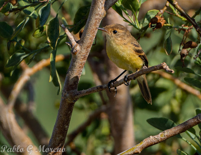 alt="doradito limon , aves de Mendoza , pajaros de Mendoza"