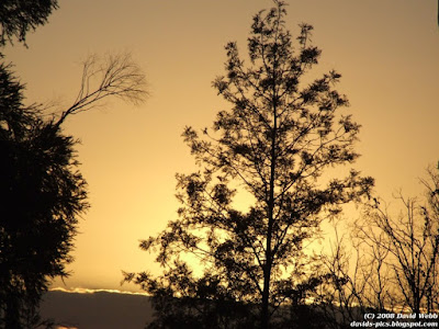 Golden Sunrise - Trees silhouetted and golden yellow-orange sky