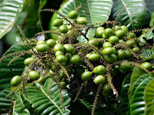 Panduan Lengkap Budidaya Matoa, Buah Langka Asal Papua