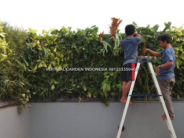 VERTICAL GARDEN INDONESIA SPESIALIS JASA PEMBUATAN VERTICAL GARDEN DI SERANG DAN DI SELURUH WILAYAH SERANG DENGAN TENAGA YANG PROFESIONAL DAN DAPAT DI PERCAYA YANG SELALU MENGUTAMAKAN SEBUAH MUTU DAN KUALITAS PEMASANGAN VERTICAL GARDEN/TAMAN DINDING, JASA TUKANG TAMAN VERTICAL SERANG, JASA VERTICAL GARDEN SERANG