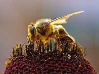 雑草戦争 サクランボの受粉に活躍するマメコバチ