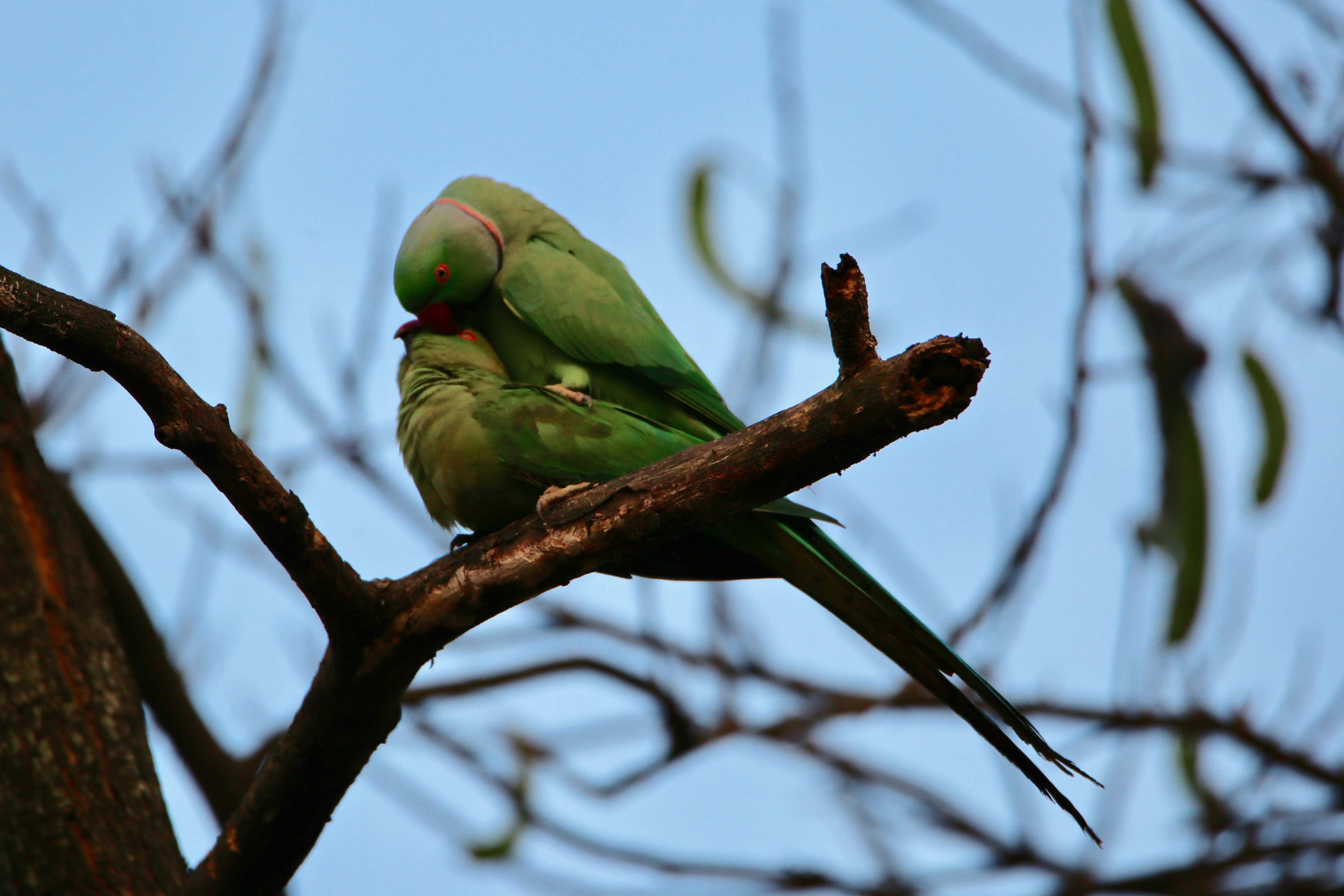 Rose-Ringed Parakeets Courting and Mating high resolution images free