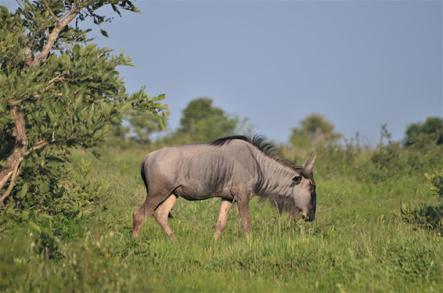 Blue Wildebeest @SANParksKNP @SANParks #KrugerNationalPark #SouthAfrica