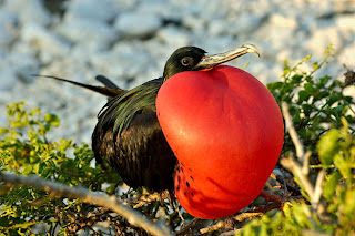 frigatebird