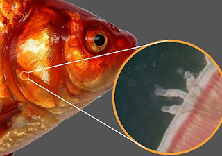 Larva kutu (anchor worm) pada ikan mas