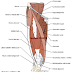 Fisiotrapi Ruptur Quadriceps