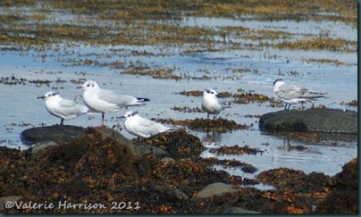 20-sandwich-terns