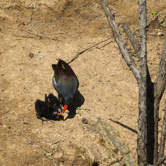 Common Gallinule Adult and Babies, Smith Oaks Sanctuary