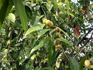 Gandaria/Mayong Chid  bogortabulampot