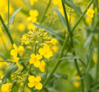 canola leaf in urdu