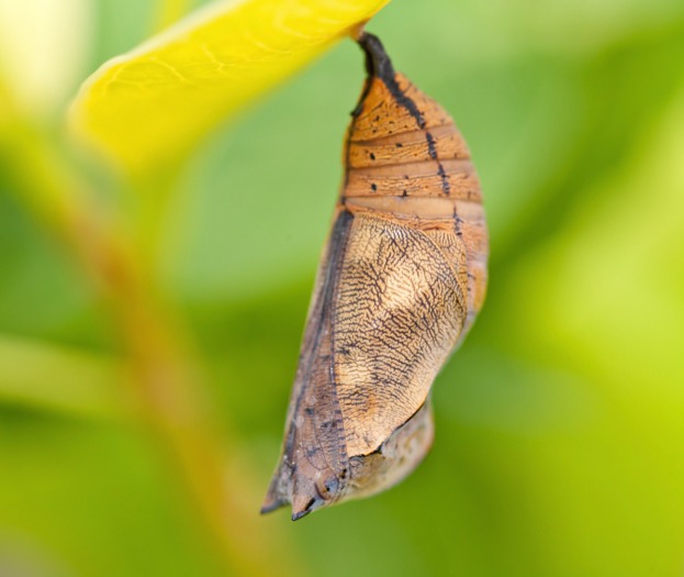 Source: https://www.discoverwildlife.com/animal-facts/insects-invertebrates/can-a-butterfly-defend-itself-in-the-chrysalis