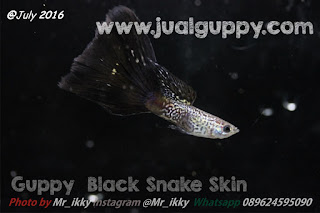 Jual Guppy Black Snake Skin Cobra,  Harga Guppy Black Snake Skin Cobra,  Toko Guppy Black Snake Skin Cobra,  Diskon Guppy Black Snake Skin Cobra,  Beli Guppy Black Snake Skin Cobra,  Review Guppy Black Snake Skin Cobra,  Promo Guppy Black Snake Skin Cobra,  Spesifikasi Guppy Black Snake Skin Cobra,  Guppy Black Snake Skin Cobra Murah,  Guppy Black Snake Skin Cobra Asli,  Guppy Black Snake Skin Cobra Original,  Guppy Black Snake Skin Cobra Jakarta,  Jenis Guppy Black Snake Skin Cobra,  Budidaya Guppy Black Snake Skin Cobra,  Peternak Guppy Black Snake Skin Cobra,  Cara Merawat Guppy Black Snake Skin Cobra,  Tips Merawat Guppy Black Snake Skin Cobra,  Bagaimana cara merawat Guppy Black Snake Skin Cobra,  Bagaimana mengobati Guppy Black Snake Skin Cobra,  Ciri-Ciri Hamil Guppy Black Snake Skin Cobra,  Kandang Guppy Black Snake Skin Cobra,  Ternak Guppy Black Snake Skin Cobra,  Makanan Guppy Black Snake Skin Cobra,  Guppy Black Snake Skin Cobra Termahal,  Adopsi Guppy Black Snake Skin Cobra,  Jual Cepat Guppy Black Snake Skin Cobra,  Kreatif Guppy Black Snake Skin Cobra,  Desain Guppy Black Snake Skin Cobra,  Order Guppy Black Snake Skin Cobra,  Kado Guppy Black Snake Skin Cobra,  Cara Buat Guppy Black Snake Skin Cobra,  Pesan Guppy Black Snake Skin Cobra,  Wisuda Guppy Black Snake Skin Cobra,  Ultah Guppy Black Snake Skin Cobra,  Nikah Guppy Black Snake Skin Cobra,  Wedding Guppy Black Snake Skin Cobra,  Flanel Guppy Black Snake Skin Cobra,  Special Guppy Black Snake Skin Cobra,  Suprise Guppy Black Snake Skin Cobra,  Anniversary Guppy Black Snake Skin Cobra,  Moment Guppy Black Snake Skin Cobra,  Istimewa  Guppy Black Snake Skin Cobra,  Kasih Sayang  Guppy Black Snake Skin Cobra,  Valentine  Guppy Black Snake Skin Cobra,  Tersayang Guppy Black Snake Skin Cobra,  Unik Guppy Black Snake Skin Cobra, 