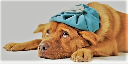 How To Nurse A Sick Dog At Home?