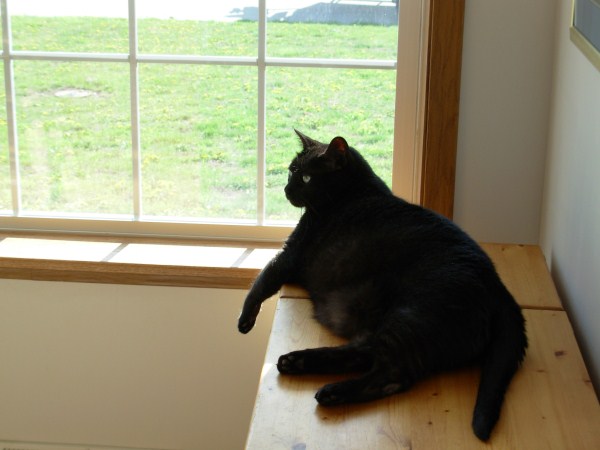 Blossum (our middle cat) Born September of 1999