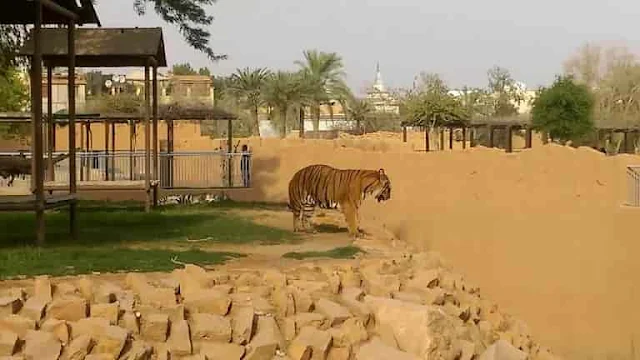 Video : Tiger attacks man at Riyadh Zoo in the Capital city of Saudi Arabia