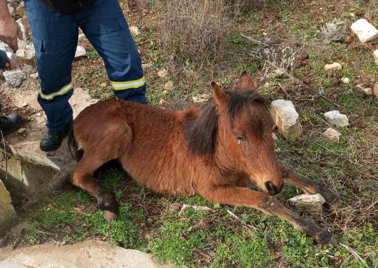 Ξάνθη: Πυροσβέστες διέσωσαν άλογο – Είχε εγκλωβιστεί σε στενό φρεάτιο [ΦΩΤΟ]