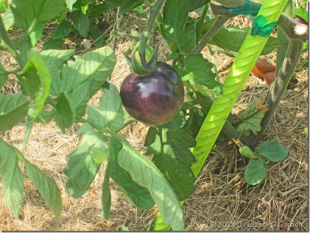 Indigo_Rose_tomato