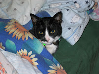 Winnie in my bed, February 2004. 