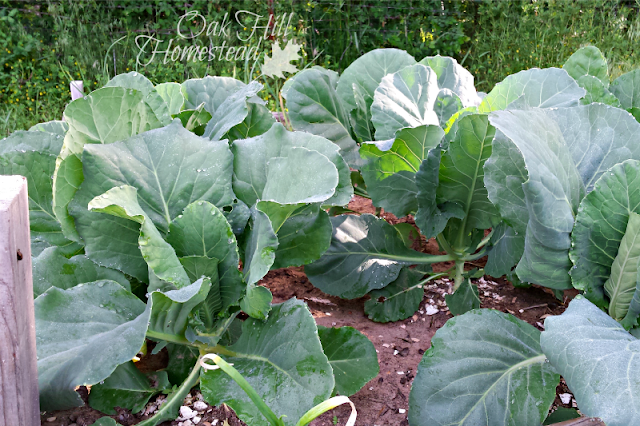 Young cabbage plants in a vegetable garden