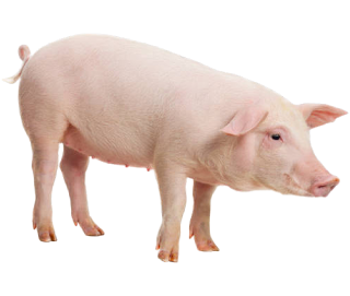 photo of a pig