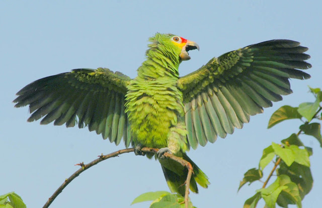 Picture Of A Parrot Bird