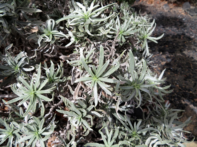 Echium aculeatum