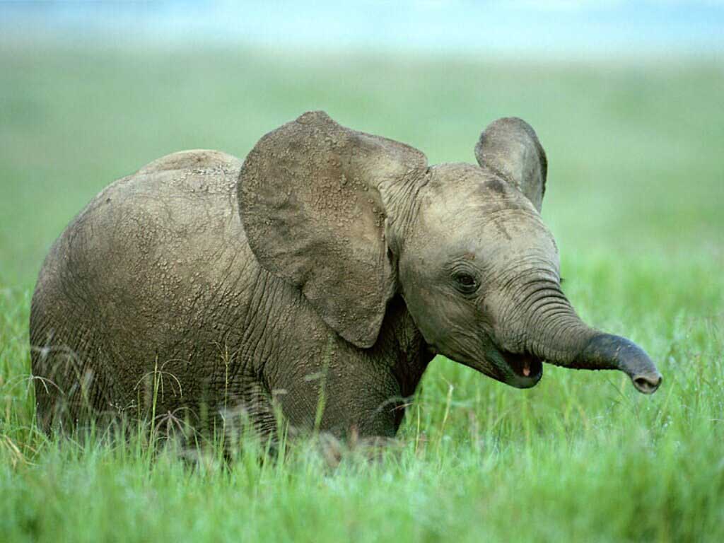 Cute Baby Elephant