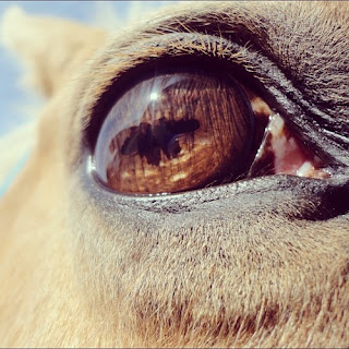 very beautiful eye of horse 