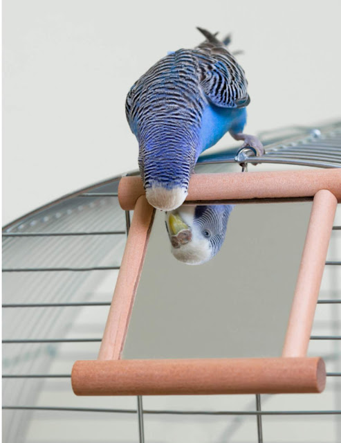 Mirrors for Budgies
