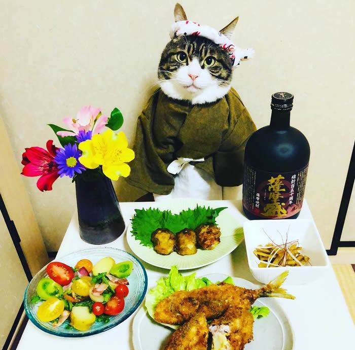 El gato que te cautivará con sus trajes - pez caballa y batatas