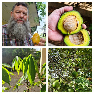 240504-Yard-grown-nutrition-mango-avocado-limes-tree_leaves