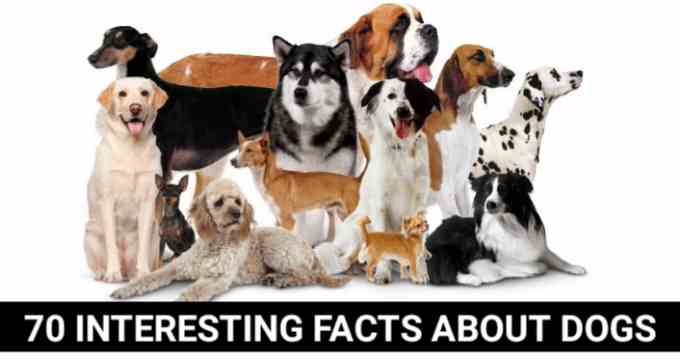 FACTS ABOUT DOGS