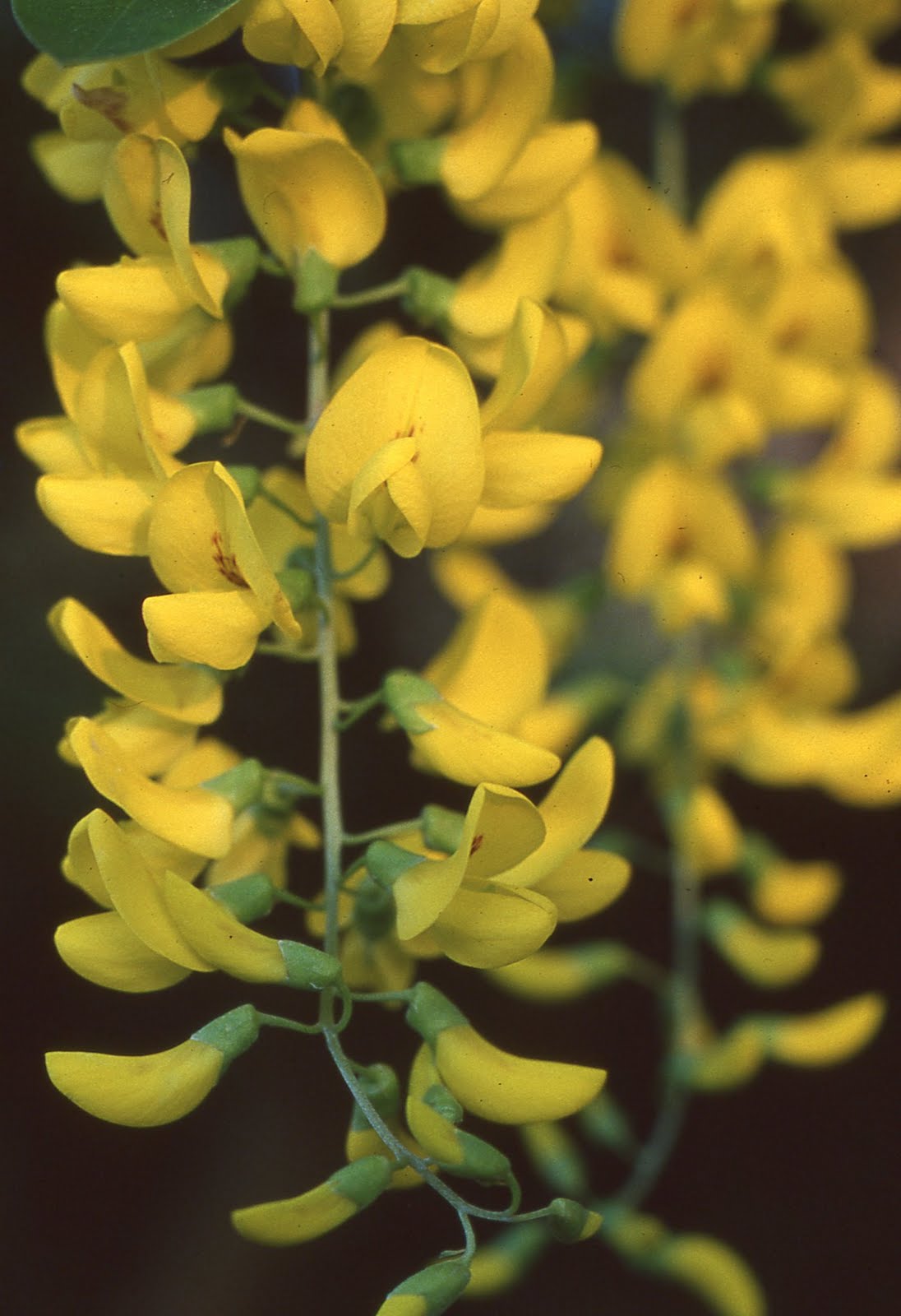 Flos 花 Blume Flower 華 Fleur Flor Cbetok Fiore キングサリ Laburnum 1 2 オスカー ワイルド テオフラストス プリニウス 英国古本草