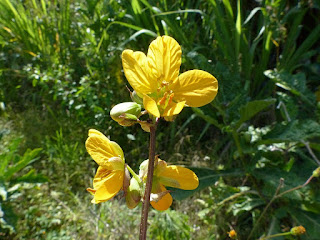 Senna occidentalis - Casse fétide - Faux kinkéliba - Café-nègre