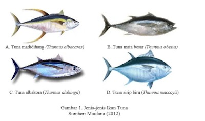 jenis Ikan Tuna