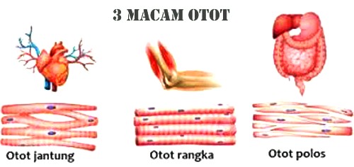 Konsep Terkini Otot Pada Manusia