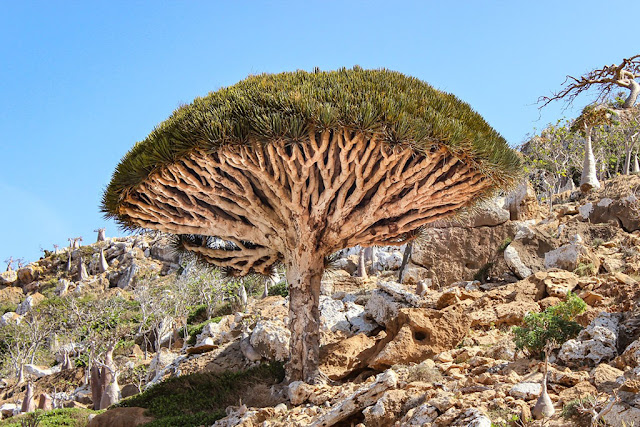 Socotra – Hòn đảo ngoài hành tinh